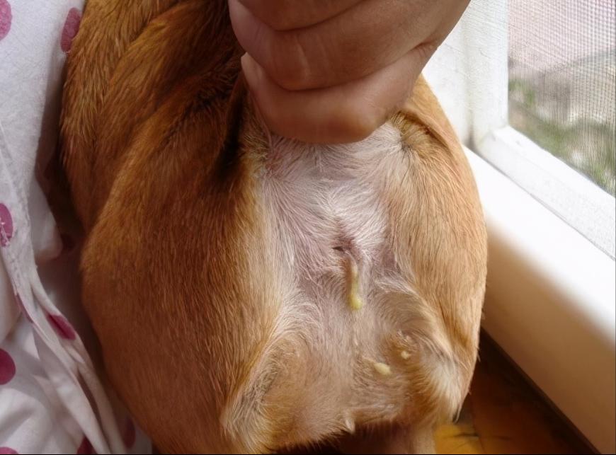 金毛体臭味怎么去除,金毛身上的臭味怎么去除