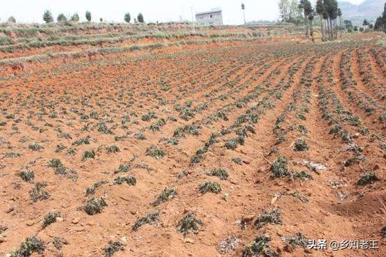 马铃薯出苗后死秧怎么回事,马铃薯出现死棵烂根怎样解决