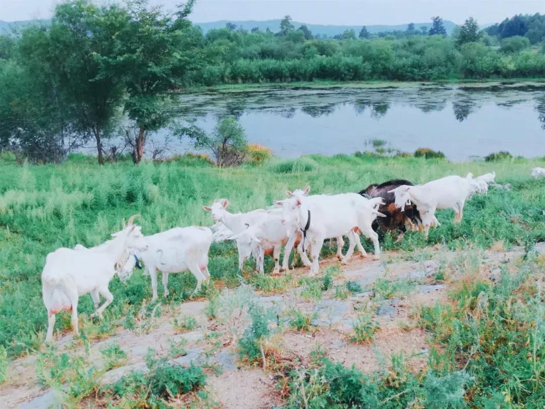 迟子建散文经典语句,迟子建散文人生感悟语句