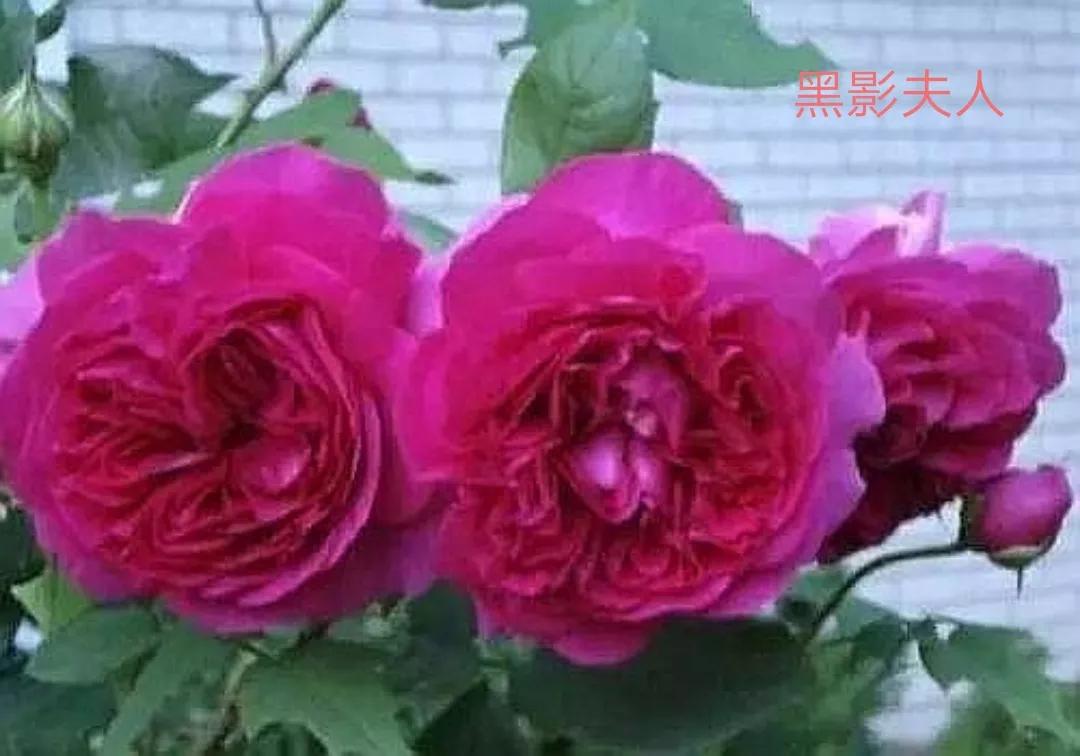 适合做切花的月季品种,十大公认最好切花月季