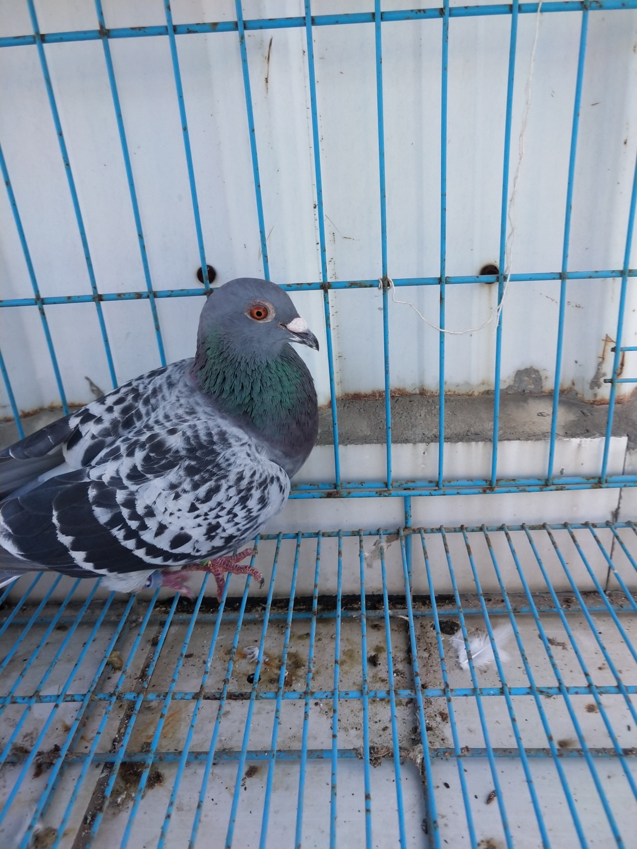 信鸽嗉囊炎的治疗方法,赛鸽嗉囊