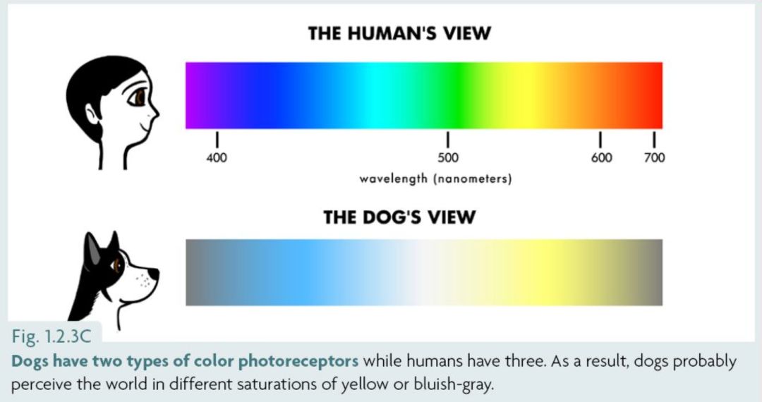 猫狗的世界是黑白的么,猫狗看到的世界是什么颜色的