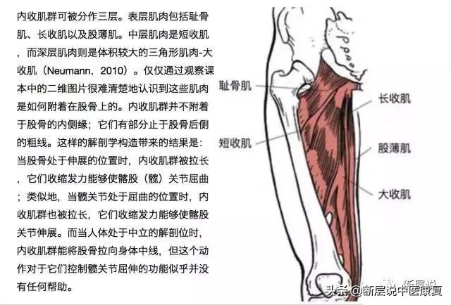 女性盆底健康问题,针刺要扎三阴交,手法要选内收肌