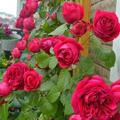 五月份被公认阳台最好养的10种花,喜阴耐旱适合室内养的50种花