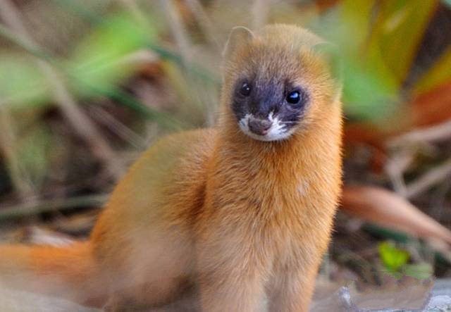 四大仙的民间故事,四大神话四大民间传说