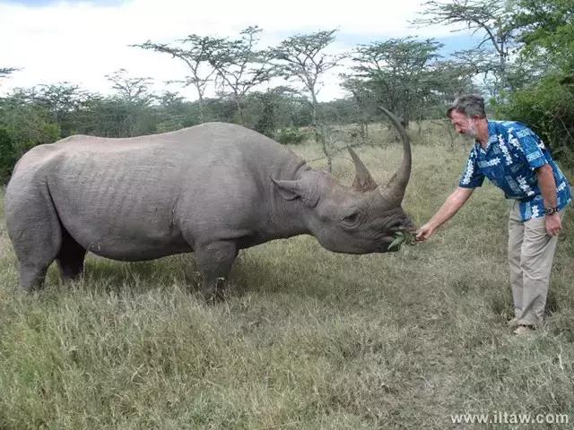 犀牛是否是牛科动物,动物大百科介绍之犀牛