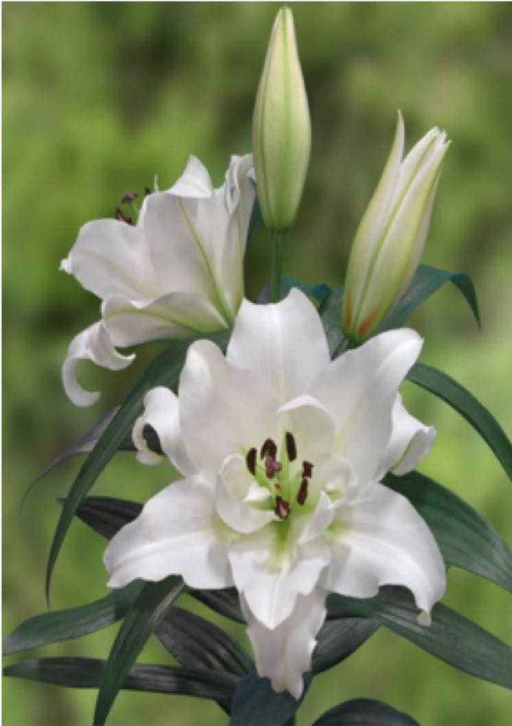 冬天盆栽百合花怎么养护,百合花冬天怎么样管理