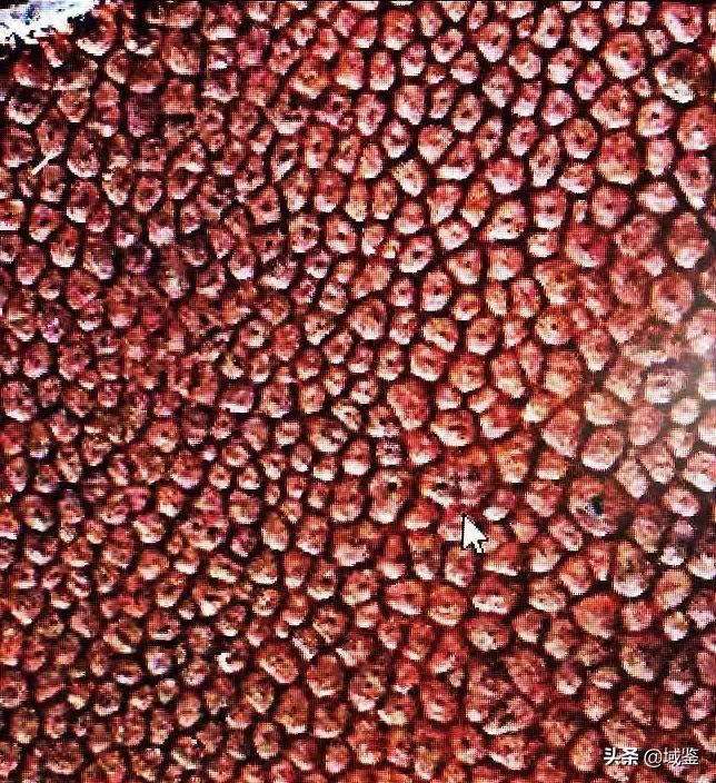 牛角类雕件如何鉴别,清代犀牛角小雕件怎么保护