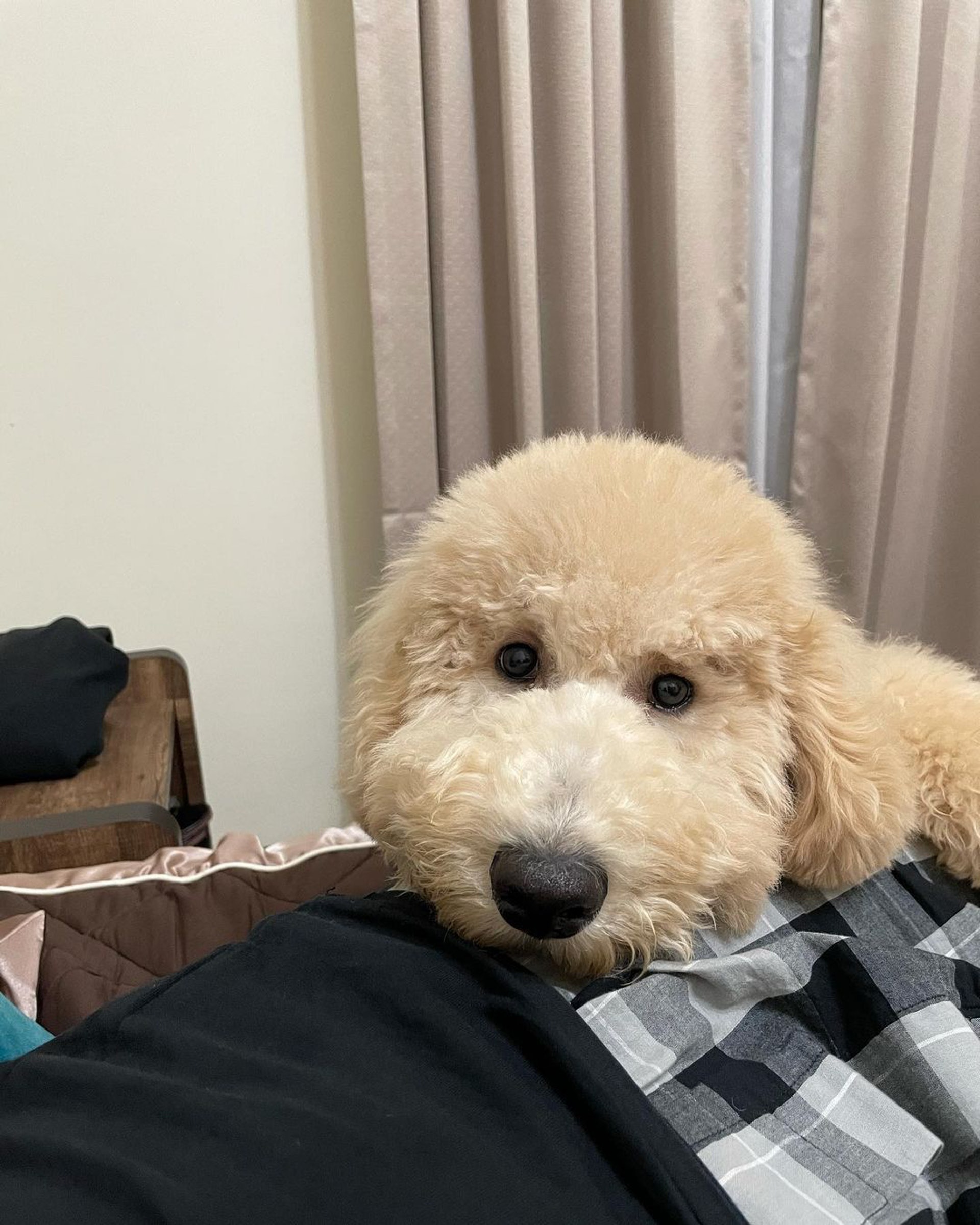 家里两只巨型贵宾犬,巨型贵宾犬发疯