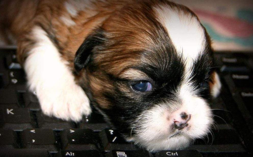 狗狗晚上睡觉一直嗯叫是怎么回事,狗狗一天到晚睡觉是什么原因