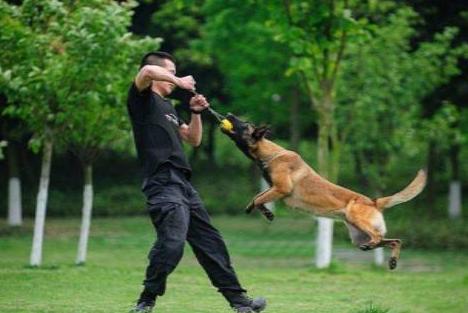 相比德牧,马犬还有这5个优势,看完你会选哪个?