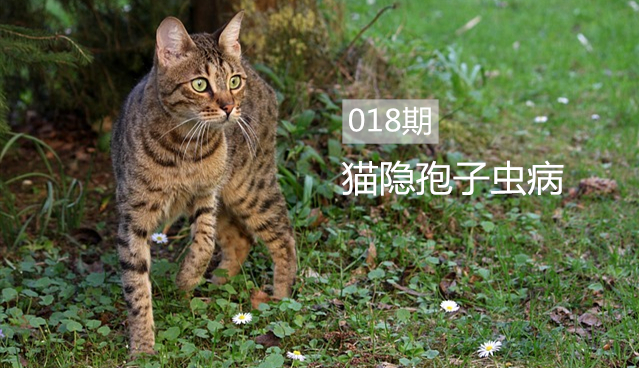 猫隐球菌感染有什么症状,猫咪隐孢子虫怎么治疗效果最好
