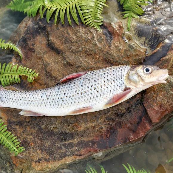 公认最好吃的10种淡水鱼,公认好吃淡水鱼有哪些种类