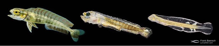 凡学大师｜鲯鳅：美是我最不值一提的优点