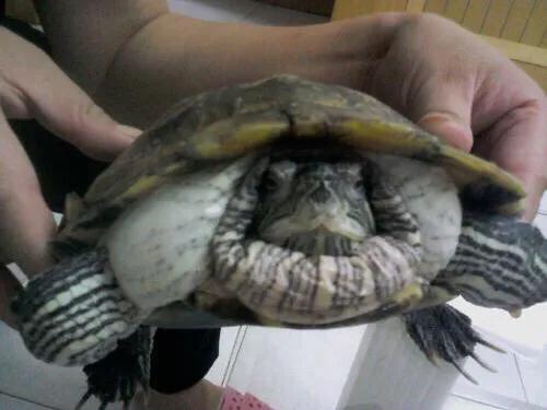 谈谈我个人对于宠物龟常见疾病的治疗与预防