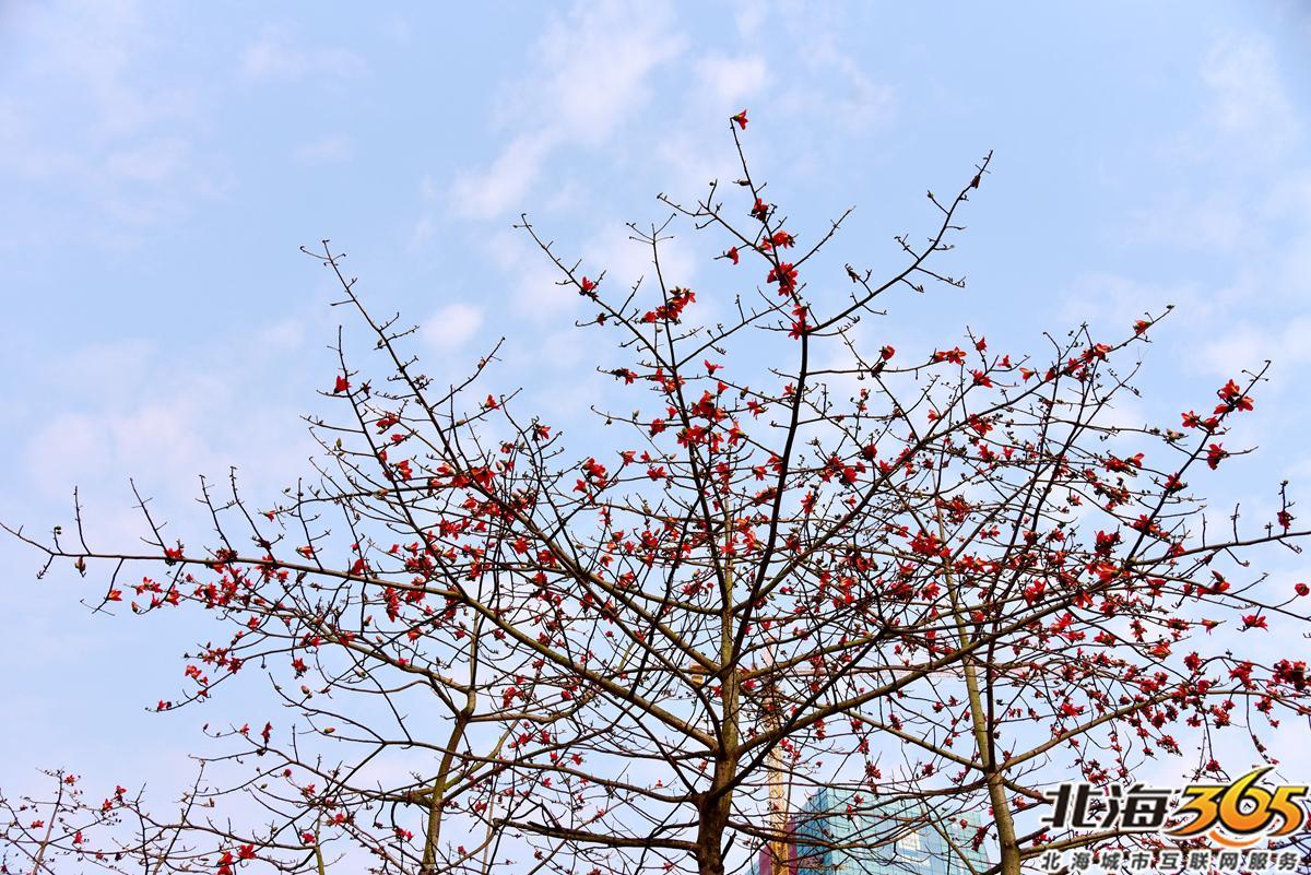 「多图」春天来了!北海街头的三角梅、黄花风铃开得好艳