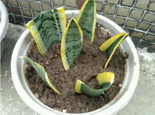 金边虎皮兰扦插的正确方法,金边虎皮兰扦插的方法