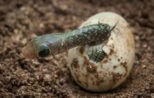 蛇的天敌为什么是鹅,民间说大鹅是蛇的天敌