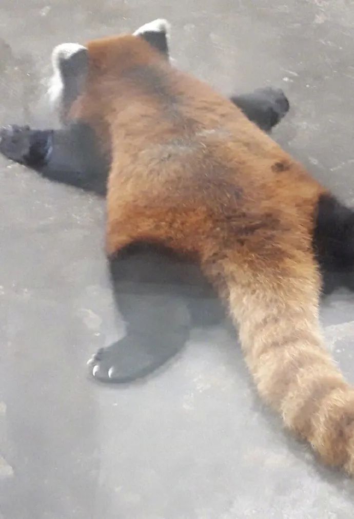 图集|如果侃爷当了美国总统，大家岂不是可以看第一夫人开车？