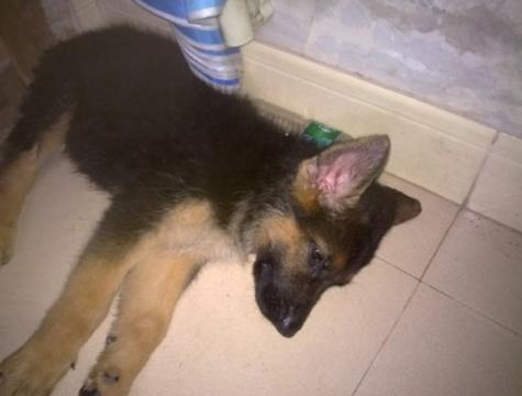 德国牧羊犬凶吗,德国牧羊犬凶不凶