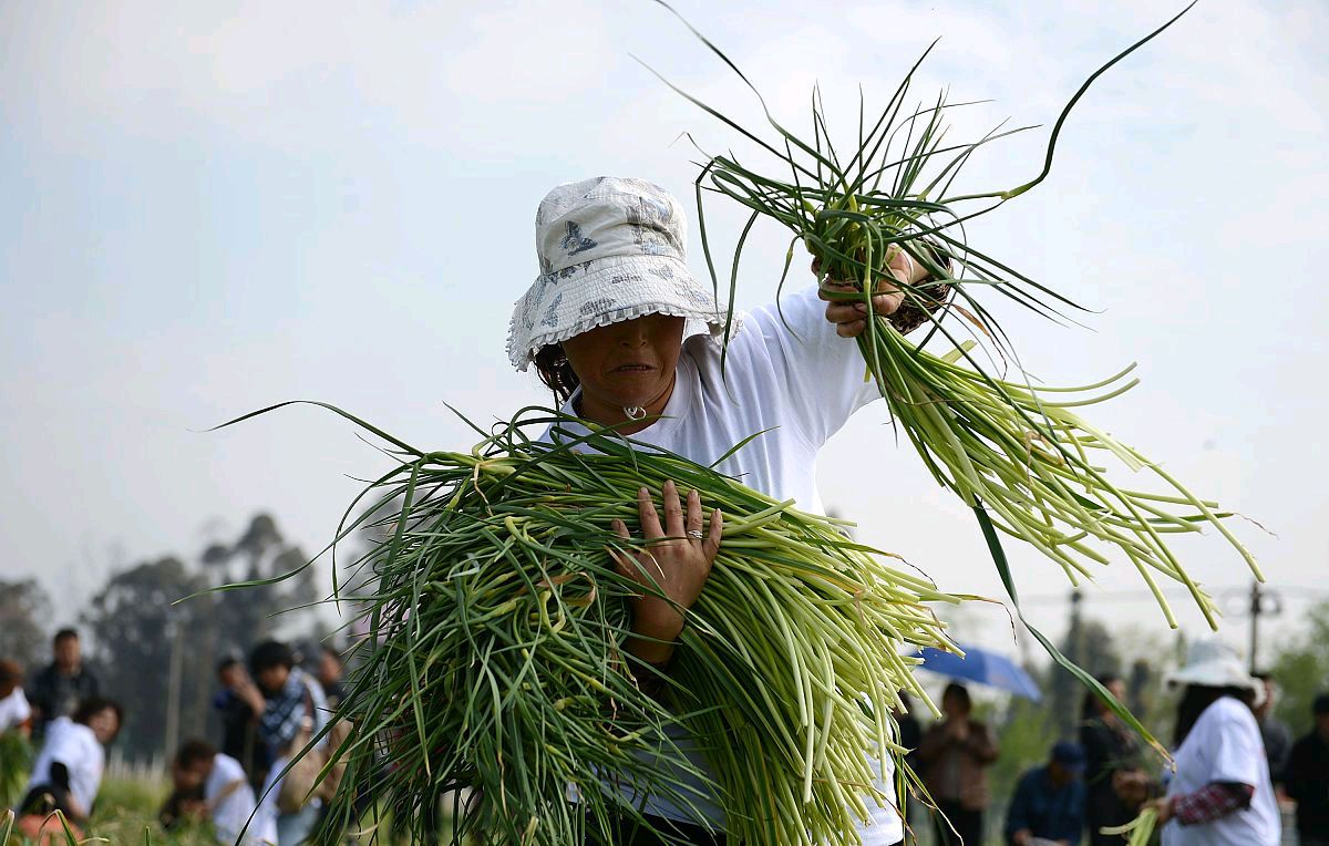蒜薹价格最新行情走势,四月十五日蒜薹价格最新行情