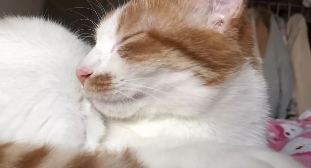 猫咪黑下巴红霉素和凡士林用多少,猫咪总是流棕色眼泪还有点黑下巴