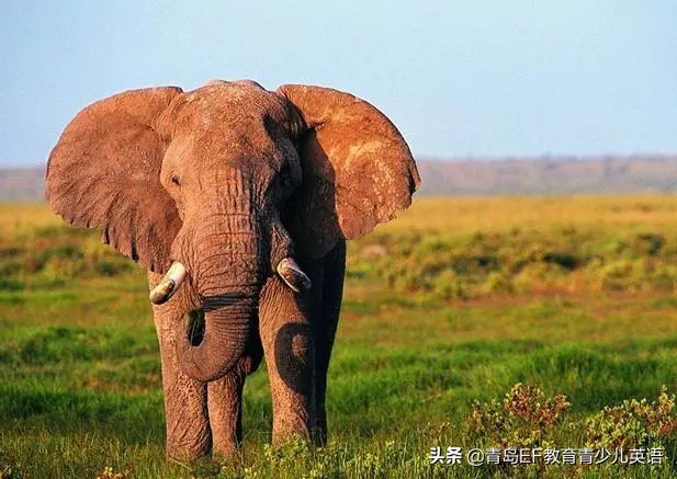 人类与动物的正确相处方式,为野生动物向人类发声