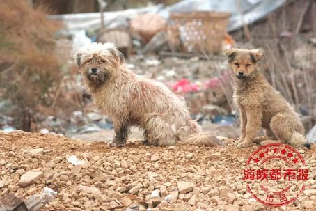 有恶犬的视频,有恶犬可以报警吗