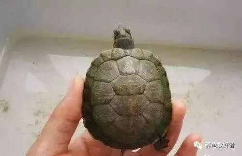 乌龟壳发白是怎么回事，想弄明白吗？