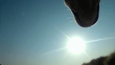 养一只流浪狗的感受,流浪狗的真实内心独白