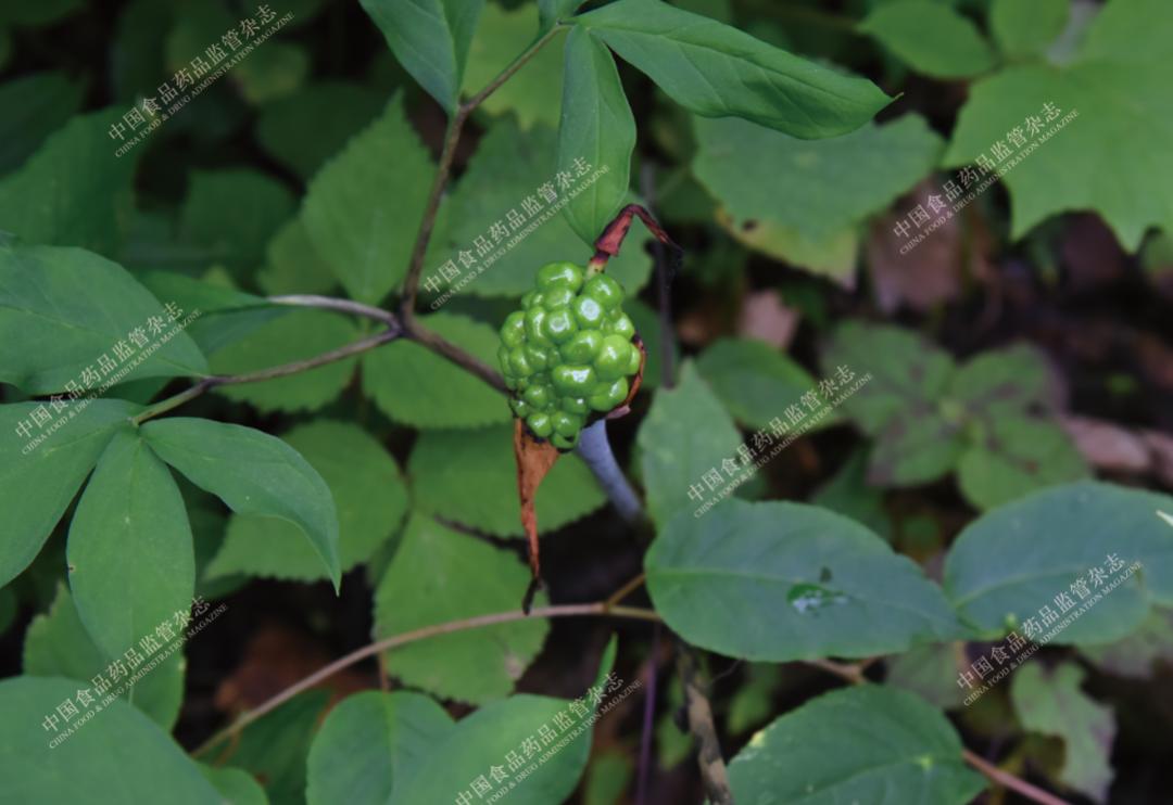 本草图谱人参,历代本草对人参的论述