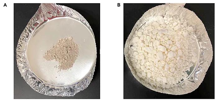 软绵贝壳,硬贝壳类