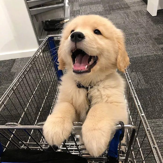 挑选金毛幼犬品相,一个月红毛金毛品相怎么看