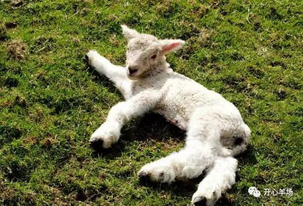 羔羊软瘫最佳防治方法,兽用碳酸氢钠注射液治疗羔羊软瘫