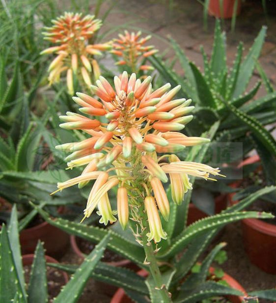 库拉索芦荟爆盆怎么处理,库拉索芦荟为什么不往上长