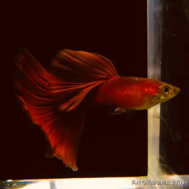 孔雀鱼剪尾的正确方法,孔雀鱼剪尾之后怎么恢复