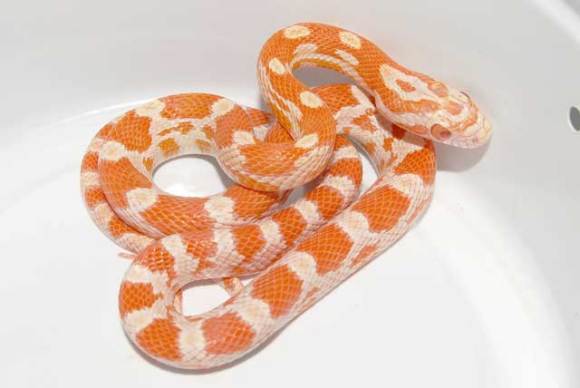 会自己断尾巴的蛇,会捆绑的蛇