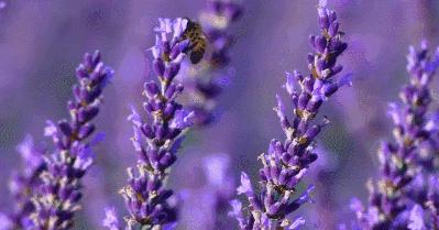 适合夏天好闻的沐浴露,夏季清爽不油腻留香沐浴露