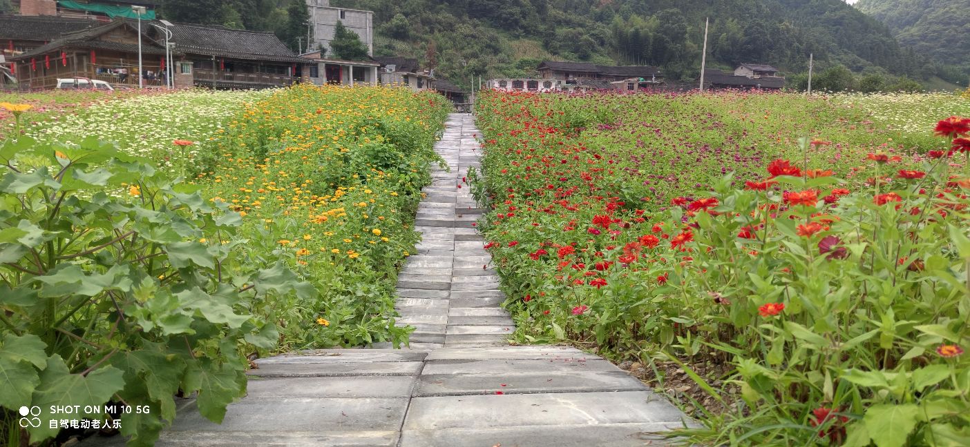 贵州麻江百日菊花海盛开,三都产蛋岩景区