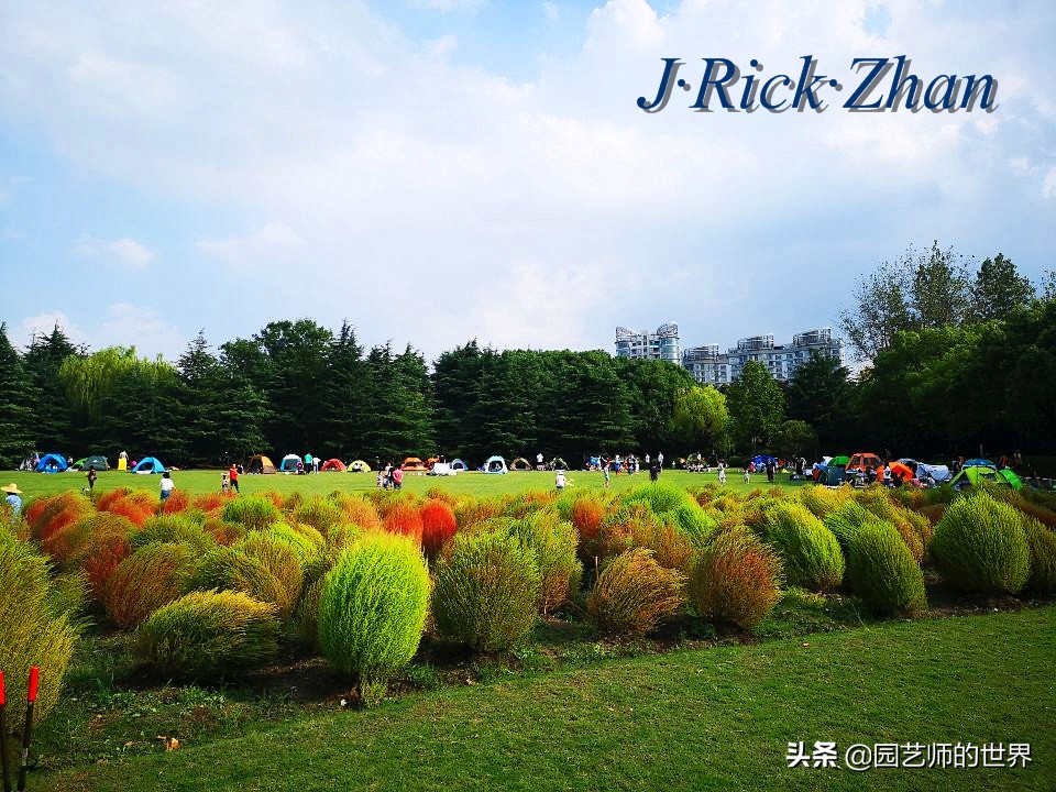 红色地肤草的种植方法,红地肤怎么养