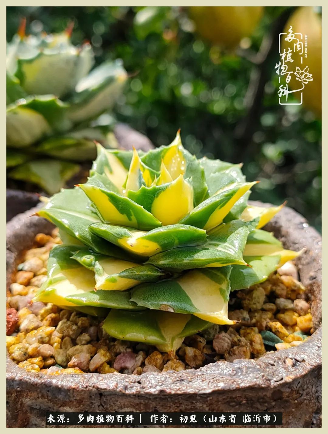 和多肉植物相伴,和多肉相处的心情