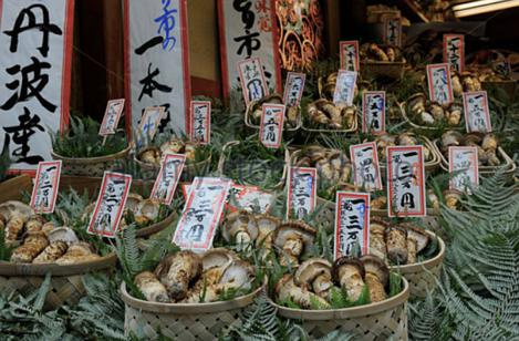 一朵蘑菇,一朵蘑菇是什么意思