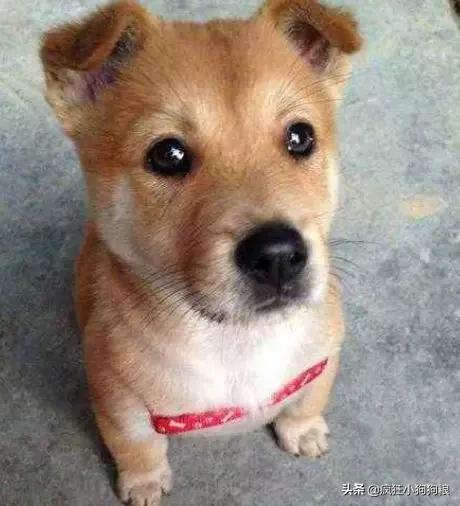 战斗力最强的土狗是什么品种,这40种土狗其实都是超酷的品种犬