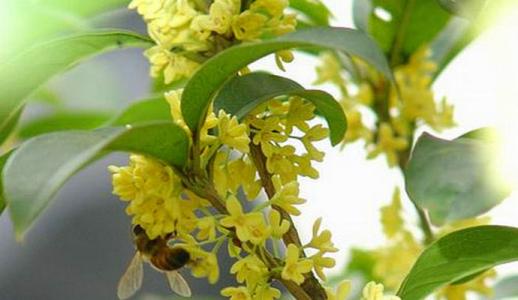 千古奇文4000字竟无重复,千古绝文450篇