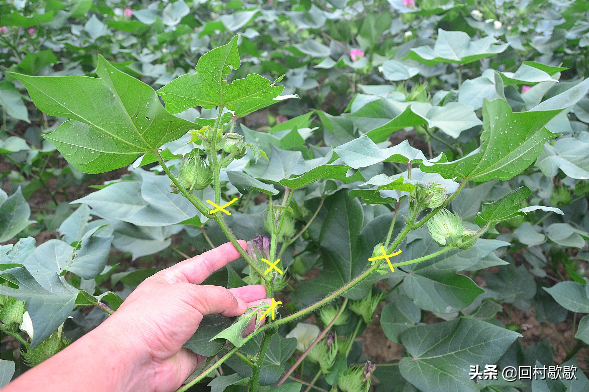 棉花打缩节胺叶片大的原因,棉花打缩节胺好处