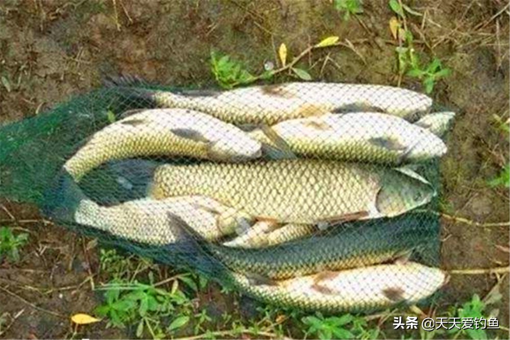 草鱼怎么钓才能钓得又大又好,这个季节深水野钓草鱼怎么钓法