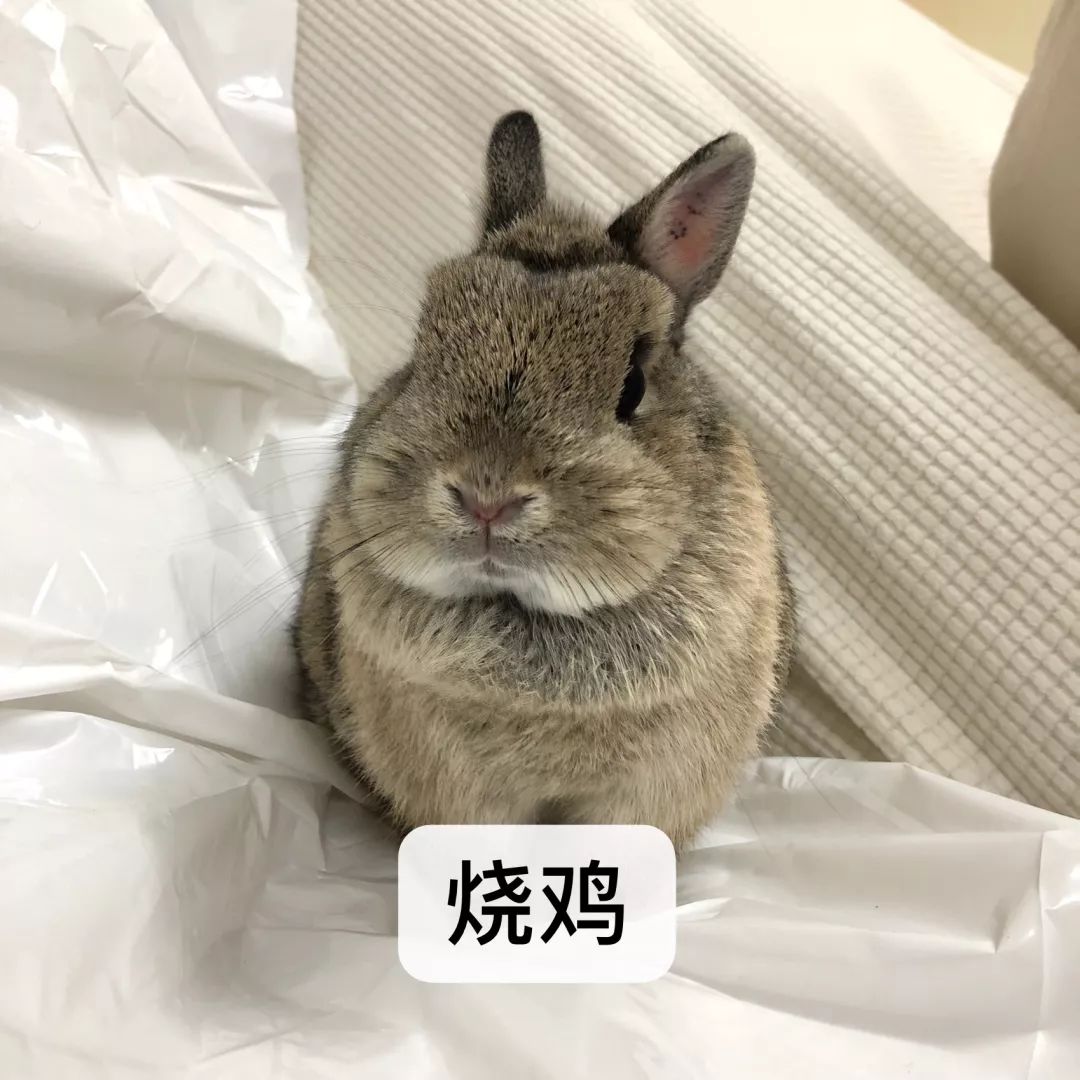 一只鸭子一万五元,一只鸭子一万多