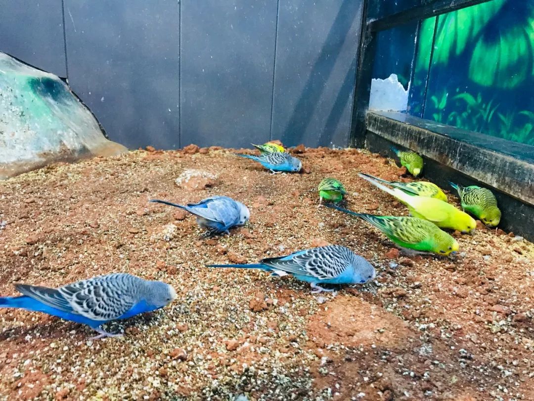 亲子必打卡动物园,动物园观赏园萌宠乐园等你打卡