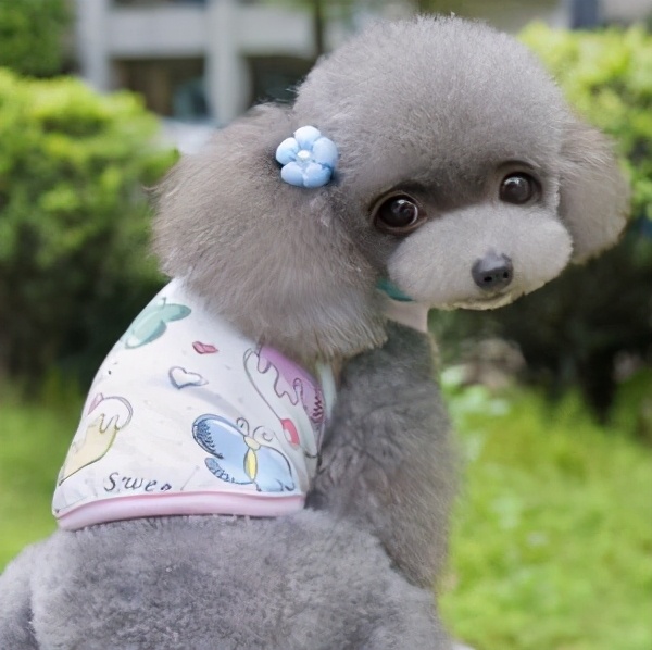 为什么这些狗狗价格这么高,比较贵的宠物狗有哪几种