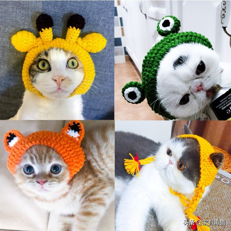 猫粮为何叫毒粮,猫粮和米饭哪个安全